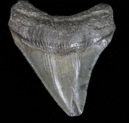 Juvenile Megalodon Tooth - South Carolina #39983
